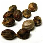 Семена марихуаны АК-47  (Seeds AK-47) в Багратионовске